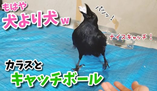 【犬より犬】カラスとキャッチボール！ やらかし猫&歯磨き姐御&非犬犬 20200429、カラス&四つ足トリオ