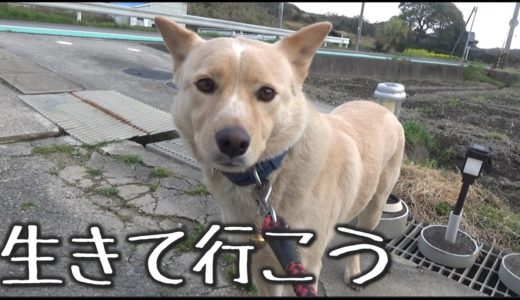 飼い主が亡くなり独りぼっちになった犬　1/3