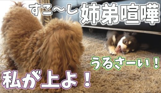 トイプードルの先住犬初めてチワワの後輩犬を追い詰める【今夜はお刺身ご飯】