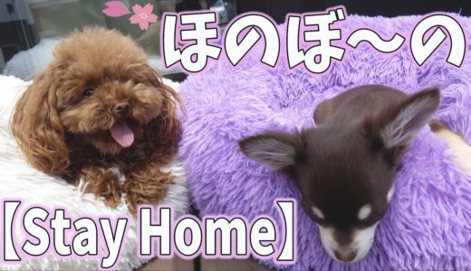 犬たちの超平和な昼下がり☆トイプードルとチワワの子犬くん