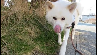 【秋田犬ゆうき】朝から元気に走り回っても信号では粛々と青になるのを待つ【akita dog】