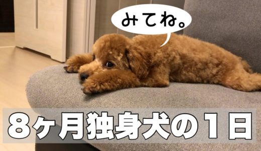 【vlog】8ヶ月独身犬の１日#2