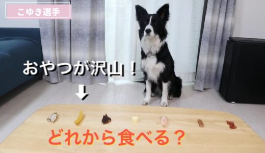 大好きなおやつをたくさん並べたら、犬はどんな順番で食べる？