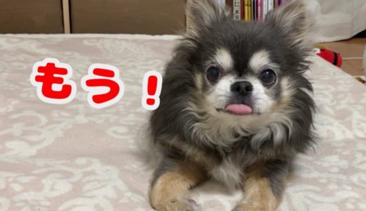 飼い主を脅し散らすチワワ【犬】