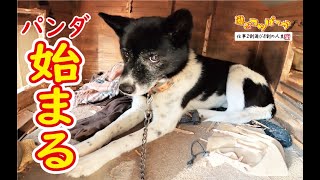 【猟犬】老犬パンダ、ついに始まる（？）