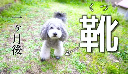 🐶犬用の靴を履かせてから１ヶ月後の様子がこちらです。【トイプードル】