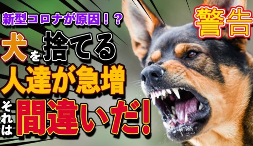 犬を捨てる！？【新型コロナウイルス】による勘違い！！それは間違いだ！！！