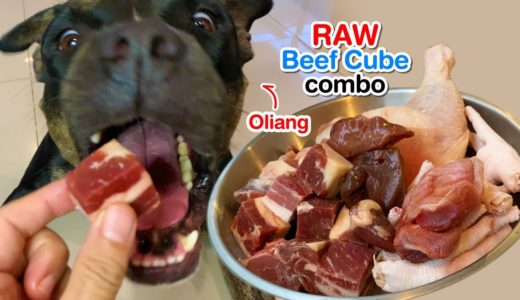 Oliang the Pit Bull eats 🐄Beef Cube combo [ASMR] RAW | MUKBANG | 犬が生の肉を食べる | 개는 날 음식을 먹는다 | 4K