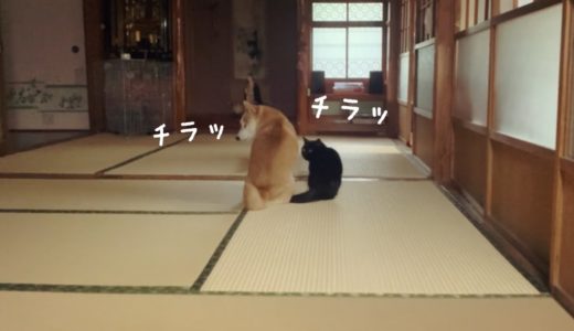 コソコソ話しながらこっちをチラ見する犬と猫　Dog cheers up cat