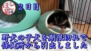 【犬　子犬　保護犬】野犬の子犬を保健所から引き出しました　２日目