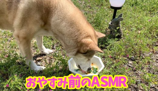 【犬のASMR🐕】音フェチわんこ むぎの咀嚼音・寝息・寝言特集🐾~Dog ASMR~