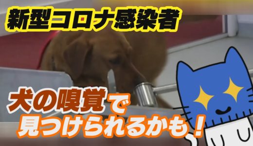 新型コロナ感染者、犬の嗅覚で見つけられるかも！？【マスクにゃんニュース】