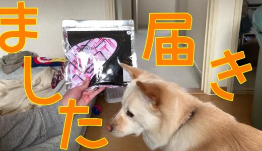 元保護犬コハクに遅れていた夏服が届く。