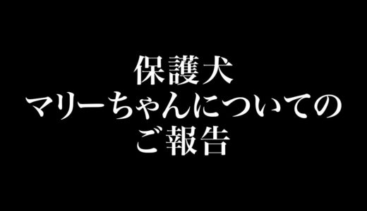 保護犬マリーちゃんについてのご報告