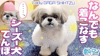 なんでも着こなすシーズー犬てんぽ Lady GAGA shihtzu