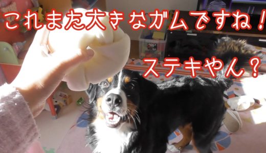 【犬と子供の日常】大きめのガムを貰って嬉しそうな　バーニーズマウンテンドッグ　 bernese mountain dog