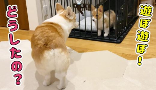 距離が近づいた！？先住犬なりのコミュニケーション【コーギー】