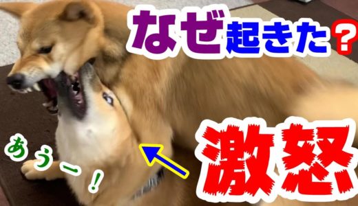 子犬の柴犬が熱心な先住犬のある行動に激怒！果してそれは一体！？