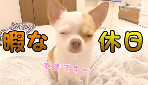 犬と過ごす暇すぎる休日