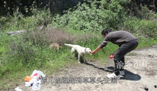 田園犬跟著主人去野炊燒烤，還能優先吃根火腿腸，簡直太開心啦