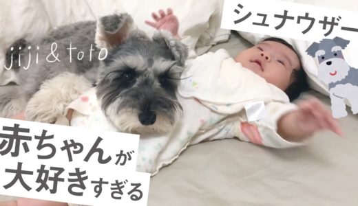 【癒しシュナウザー】生後2ヶ月の赤ちゃんから離れない犬【ジジトト】