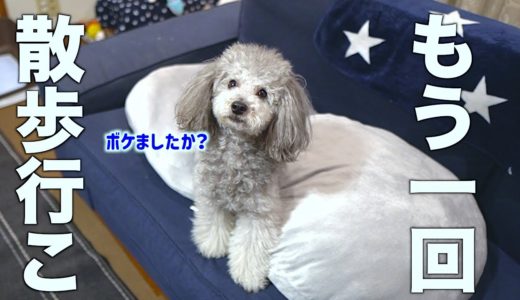 お散歩に行った犬にもう一回お散歩行こって言ったらどんな反応する？