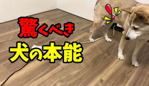 食欲と本能が激しく入り乱れて挙動不審になる犬🐕🐾〜Suddenly the dog's instinct awakens and becomes suspicious〜