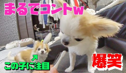 チワワのチョッピ　歯磨きの順番を待つ間の犬がコントのような驚きの行動に出ました！ｗ