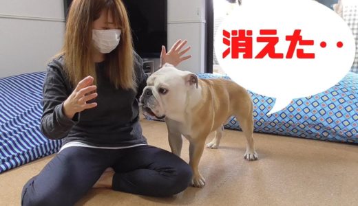 犬に「ハンカチが消える手品」をみせたら驚きの反応だった！