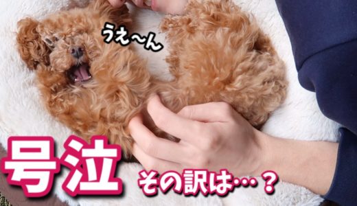 パパからお仕置きを喰らって泣いちゃう犬