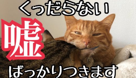 猫に対して嘘ばっかりつく犬の飼い主。