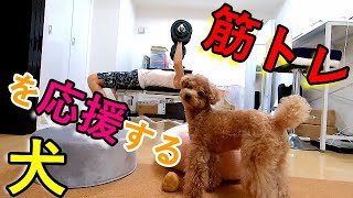 パパの筋トレに付き合って応援してくれる犬がかわいいw【トイプードル】