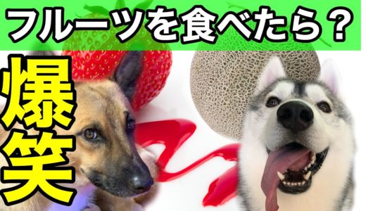 爆笑！初めてフルーツを口にした保護犬の反応！