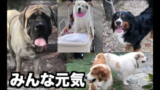 自粛中の大型犬の日常