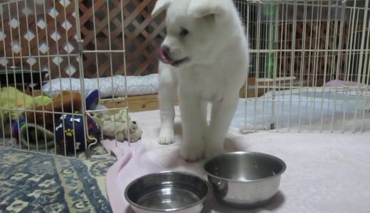 【秋田犬ゆうき】もの凄い勢いでフードを食べて満足する【akita dog puppy】