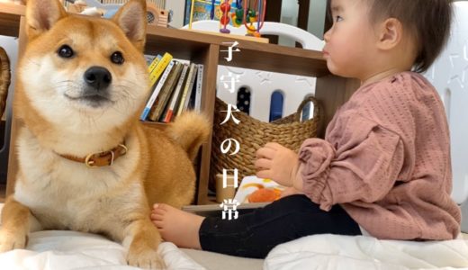 【子守犬】うちには人間の妹を優しく見守ってくれる柴犬兄さんがいる