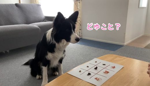 SNSで話題の「犬とおうち遊び」いろいろやってみた！Part2