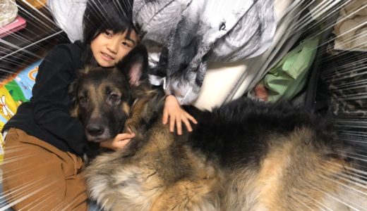 どんな時も一緒だね♪シェパード犬マック・孫娘・最高の家族・相棒