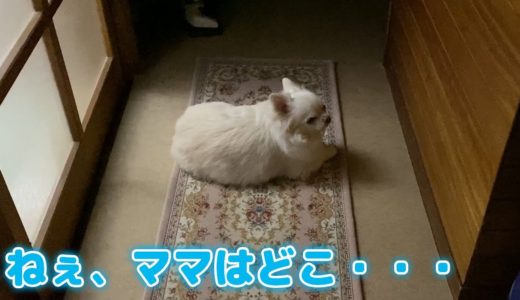 ママの帰りを待ち続ける犬とパパの一泊2日！チワワのコハク