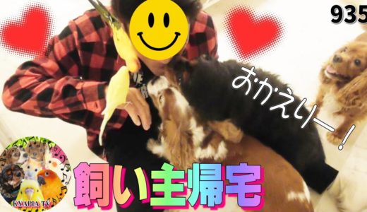 飼い主 帰宅に感極まる犬とインコ！お留守番イヤ！パパおかえりなさい！面白い可愛い動物動画935 Daddy Comes Home