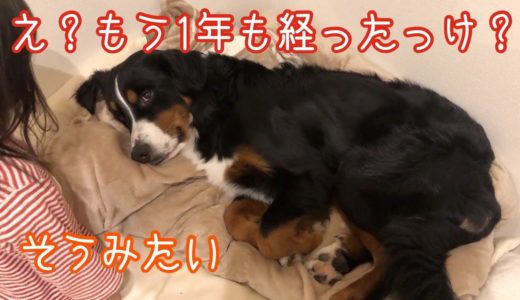 【犬と子供の日常総集編】家にお迎えされて１年たった　バーニーズマウンテンドッグ　 bernese mountain dog and Japanese family