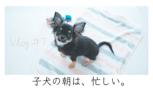 子犬チワワのモーニングルーティンに癒される。【夫婦と犬の暮らし】|| Puppy morning routine