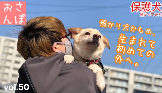 【保護犬預かり】かもめ、産まれて初めてのお散歩。【外に置いてみただけともいう】