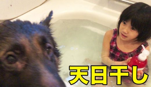 天日干し！シェパード犬マック・快晴お風呂で大満足【VLOG】