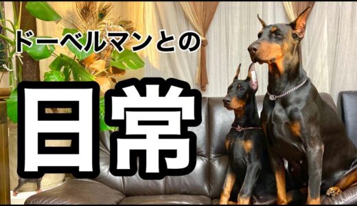 ドーベルマンとの日常【Doberman】