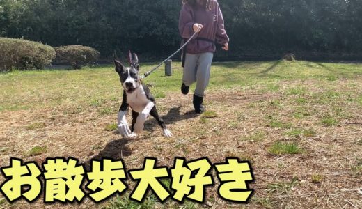 いろんな事に興味津々な大型犬パピー