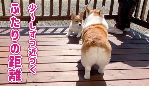 子犬と先輩犬の交流...｜抱っこ散歩デビュー【コーギー】