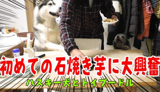 初めての石焼き芋に興奮のハスキー犬とトイプードル