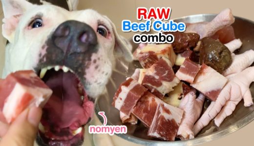 nomyen the Pit Bull eats 🐄Beef Cube combo [ASMR] RAW | MUKBANG | 犬が生の肉を食べる | 개는 날 음식을 먹는다 | 4K