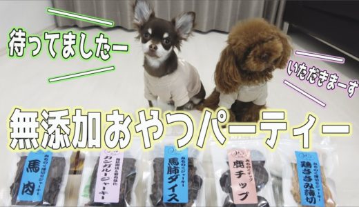 犬の専門無添加おやつに大喜び☆トイプードルとチワワの子犬くん